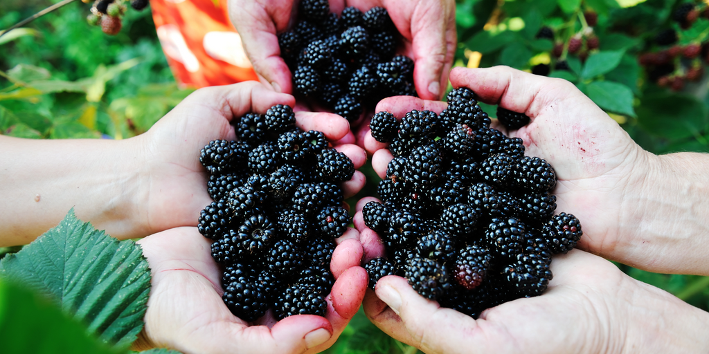Preserving Freshness: Why Storing Blackberries in Ball Mason Jars is the Best Way...
